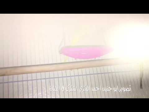 طيور البادجي 83 