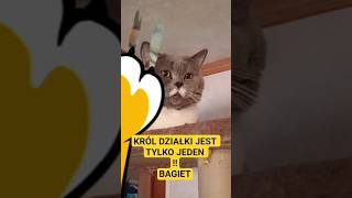 BAGIET-KRÓL DZIAŁKI #kotek #kotki #kociarze #kotdomowy #kitten #kociak #cutecat #kittenlove #kitty