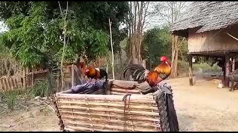 qaib qus qaib dib zoo nraug heev..02054502004.