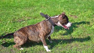 The Boxer Dog s Guide to Obedience Learning with Love and Laughter!