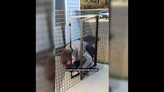 Check out This Catio!