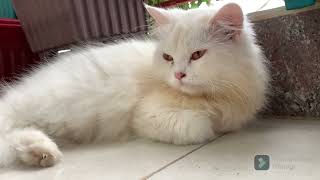 Cute Persians are relaxing | Persian Cat | Sleepy cat by Persian Cat 18 views 5 months ago 3 minutes, 32 seconds