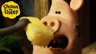 Shaun the Sheep 🐑 The Visiting Pig 🐷 Full Episodes Compilation [1 hour]
