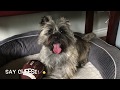 Coco Loco Plays Football Cairn Terrier の動画、YouTube動画。