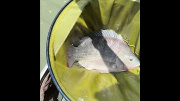 Câu cá rô phi hồ câu Bảo Trân - Bình Dương #shorts