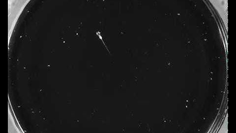 Zebrafish larva prey hunting recorded on my custom behavioural imaging setup