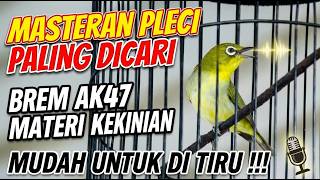 Mudah Di Tiru, Masteran Pleci AK47, Materi Kekinian !!!