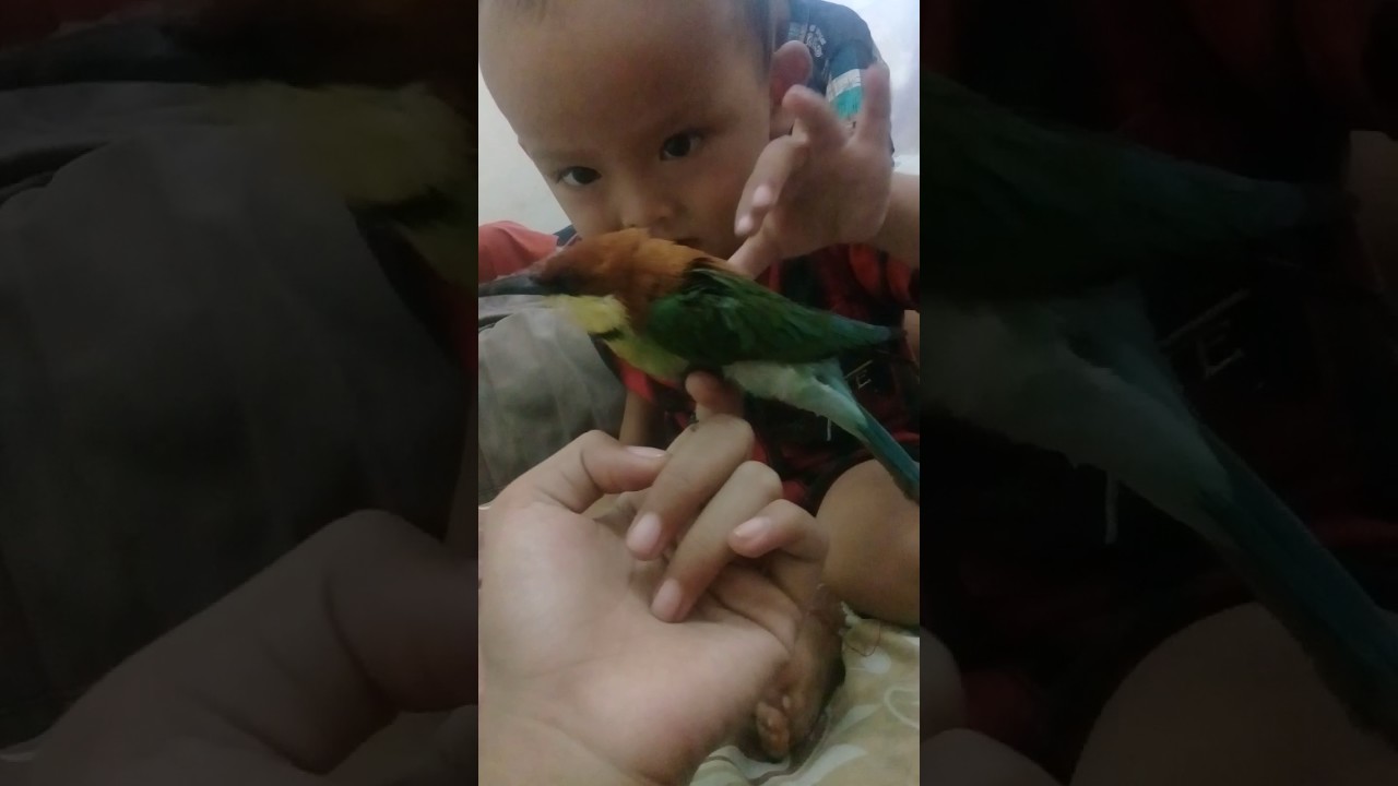 1000 Gambar Burung Anak Kecil Lucu HD Terbaru 1000 Gambar Burung Anak Kecil Lucu HD Terbaru