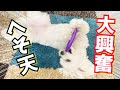【可愛い】犬がひっくり返って遊んじゃうお気に入りのおもちゃを見つけてしまいました【マルチーズ】