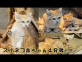 【兵庫 神戸どうぶつ王国】スナネコ赤ちゃん大きくなりました