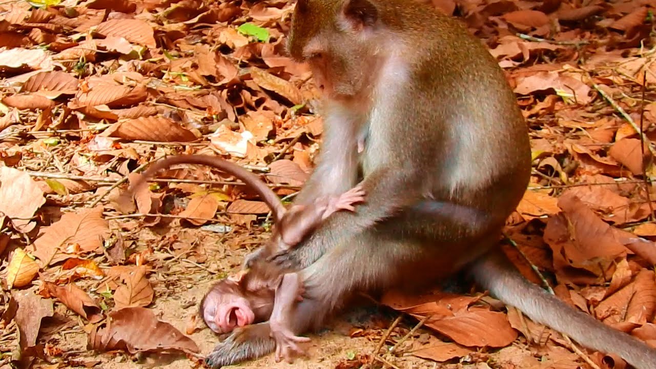 Anna torturing her own baby Ara cruelty