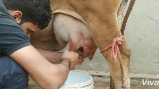 Short #Handmilking video of Redsindhi Cow. 9518295204. #shorts #desicowsinharyana