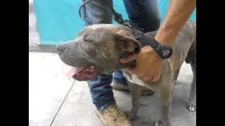 A1354155 Delia