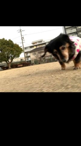 20歳で天使になったももの31回目の月命日 #ミニチュアダックス #老犬 #shorts #月命日