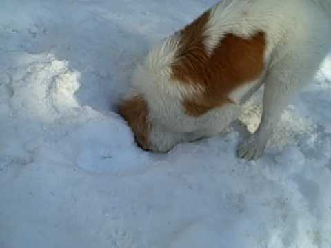 Diggin in the snow