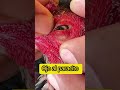 como desparacitar los gallos