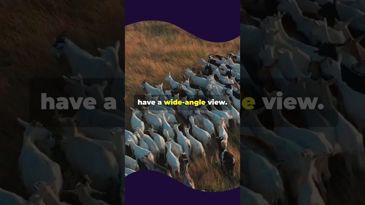 Goat Adventures: Meet These Playful Climbers!