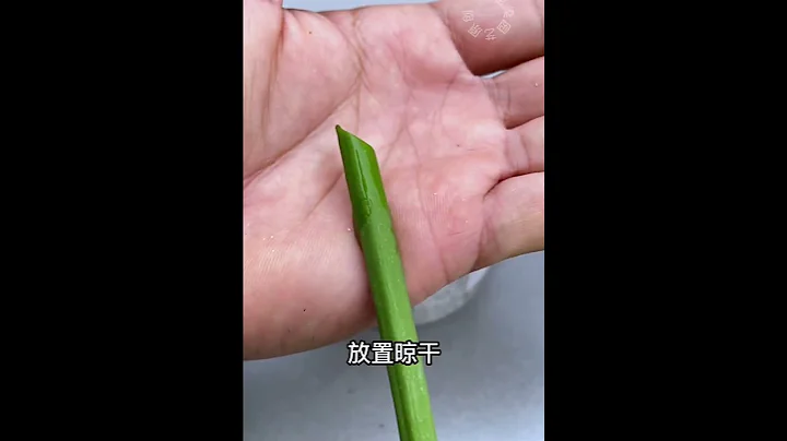 教你三个方法，扦插植物不黑杆 - 天天要闻