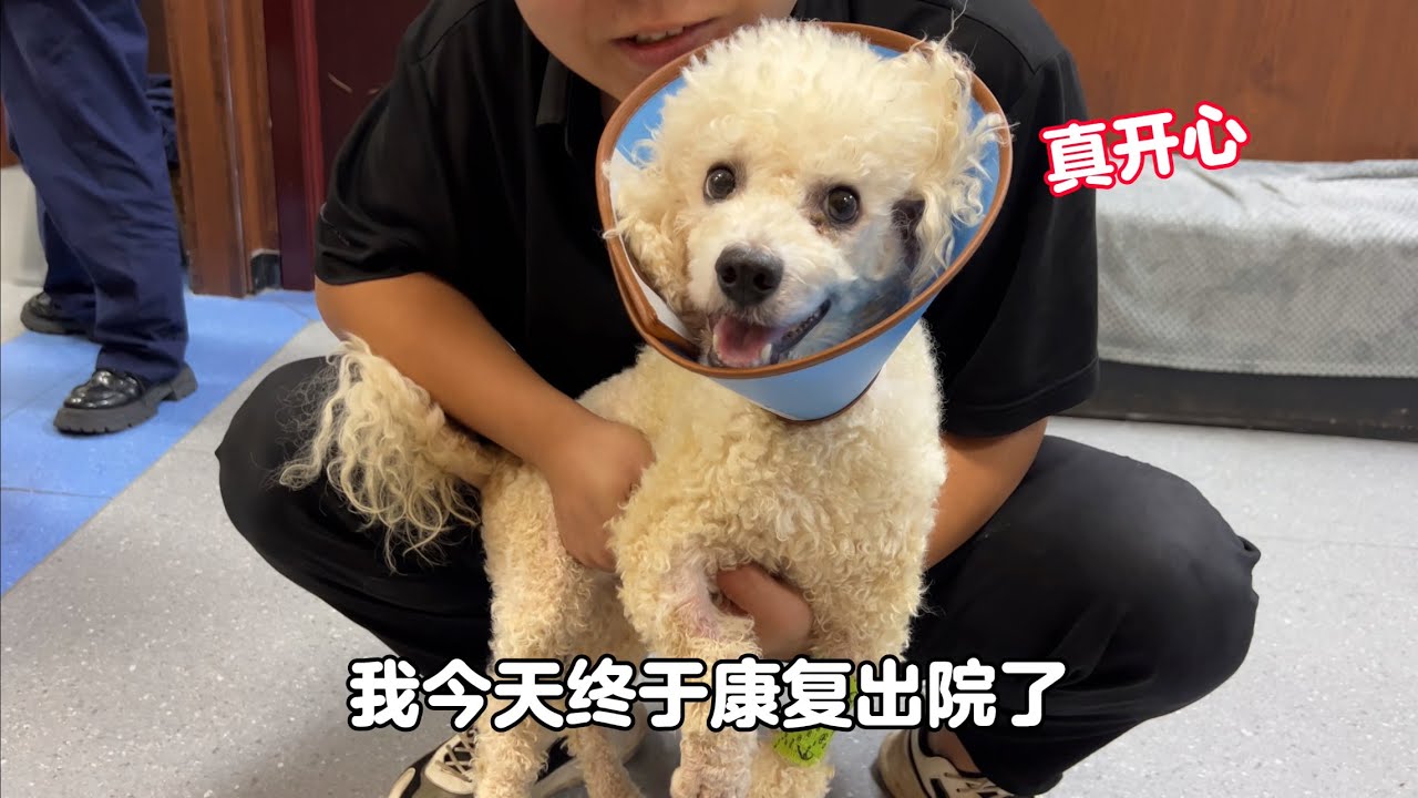 每天高昂的治療費，讓腎衰竭的比熊從鬼門關撿回一條命，終於康復出院