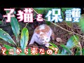 大型犬が見つけた野良子猫を保護しました【保護子猫】