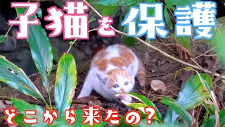 大型犬が見つけた野良子猫を保護しました【保護子猫】