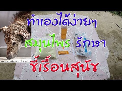 สูตรสมุนไพรรักษาเรื้อนสุนัข ขี้เรื้อนเปียก ขี้เรื้อนแห้ง หมาขี้เรื้อน สุนัขขี้เรื้อน dog mange