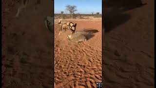 One Angry Badger Stopped an Entire Wild Dog Pack #wildlife #shorts