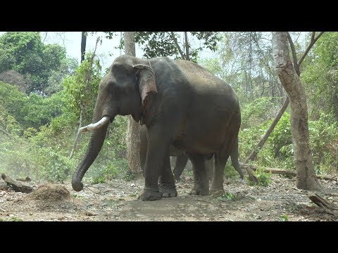 «បុកវ៉ា»គិតថាខ្លួនឯងជាដំរី ដែលធំនិងស្អាតជាងគេនៅកម្ពុជា (French Version)