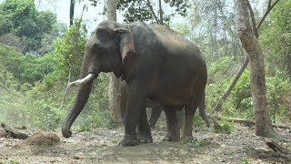 «បុកវ៉ា»គិតថាខ្លួនឯងជាដំរី ដែលធំនិងស្អាតជាងគេនៅកម្ពុជា (French Version)