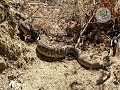 Enorme Serpiente Cascabel en Sierra de la Laguna, B.C.S