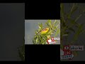 Yellow Wagtail Song صوت الزعرة الصفراء رابط الفيديو كامل بأول تعليق Yellow Wagtail Song صوت الزعرة الصفراء رابط الفيديو كامل بأول تعليق