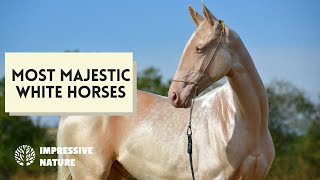 These Are the Most Majestic White Horses Breeds