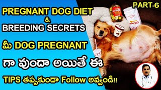 Pregnant Dog Diet and care in Telugu || Pregnent Dog Tips pregnant dog food care tips