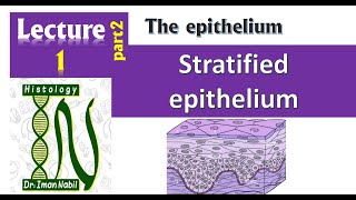 1b-Stratified epithelium 2021-Histology-First year-1-Foundation- 2- Epithelium-2021