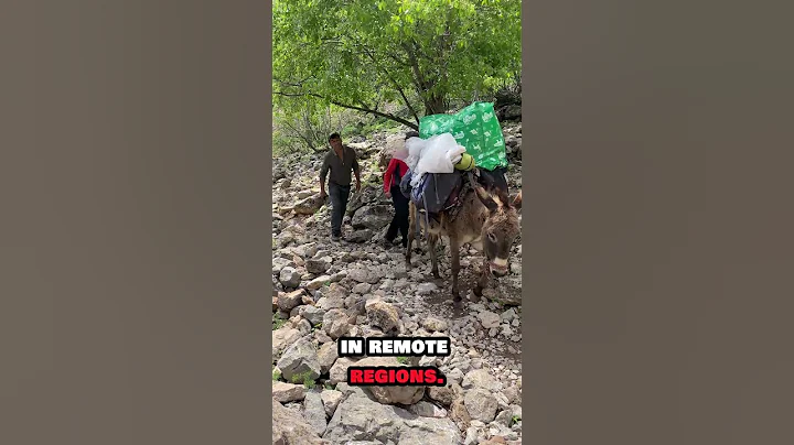 Donkeys |The Smartest Animal You Didn’t Know About           #shorts #donkey #viral #nature #animals