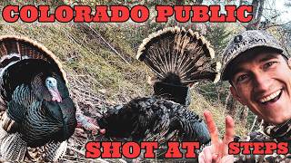 Colorado Turkey Hunting | Merriam's Gobbler AT TWO STEPS on Public Land!