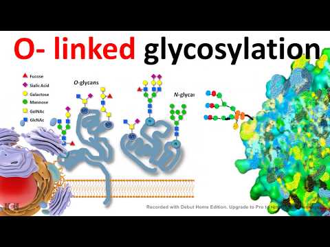 Video: O-GlcNAc-profilering: Fra Proteiner Til Proteomer