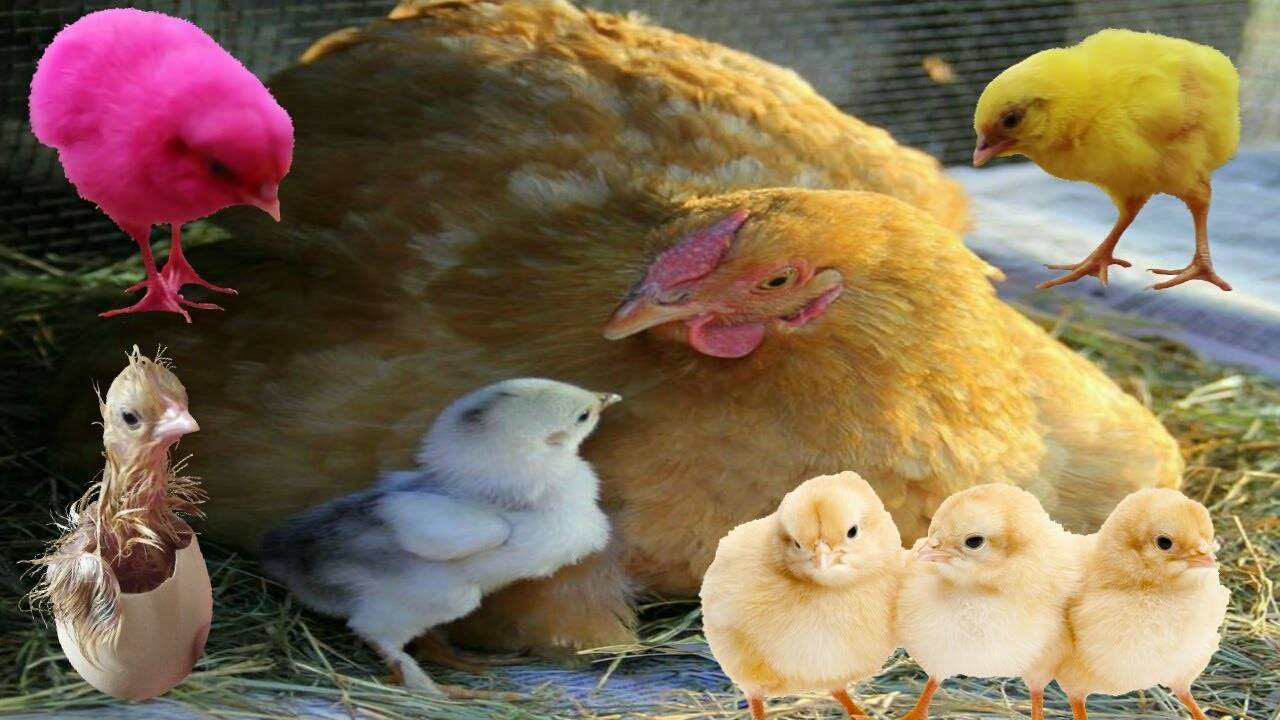 Winter Hen Harvesting Eggs To Chicks Get 100% Results || New Smallest Bird Chicks || 3MB Vlogs