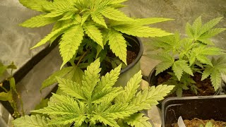 week 2 seeds growing #hightimescannabiscup #weed #growweed growweed