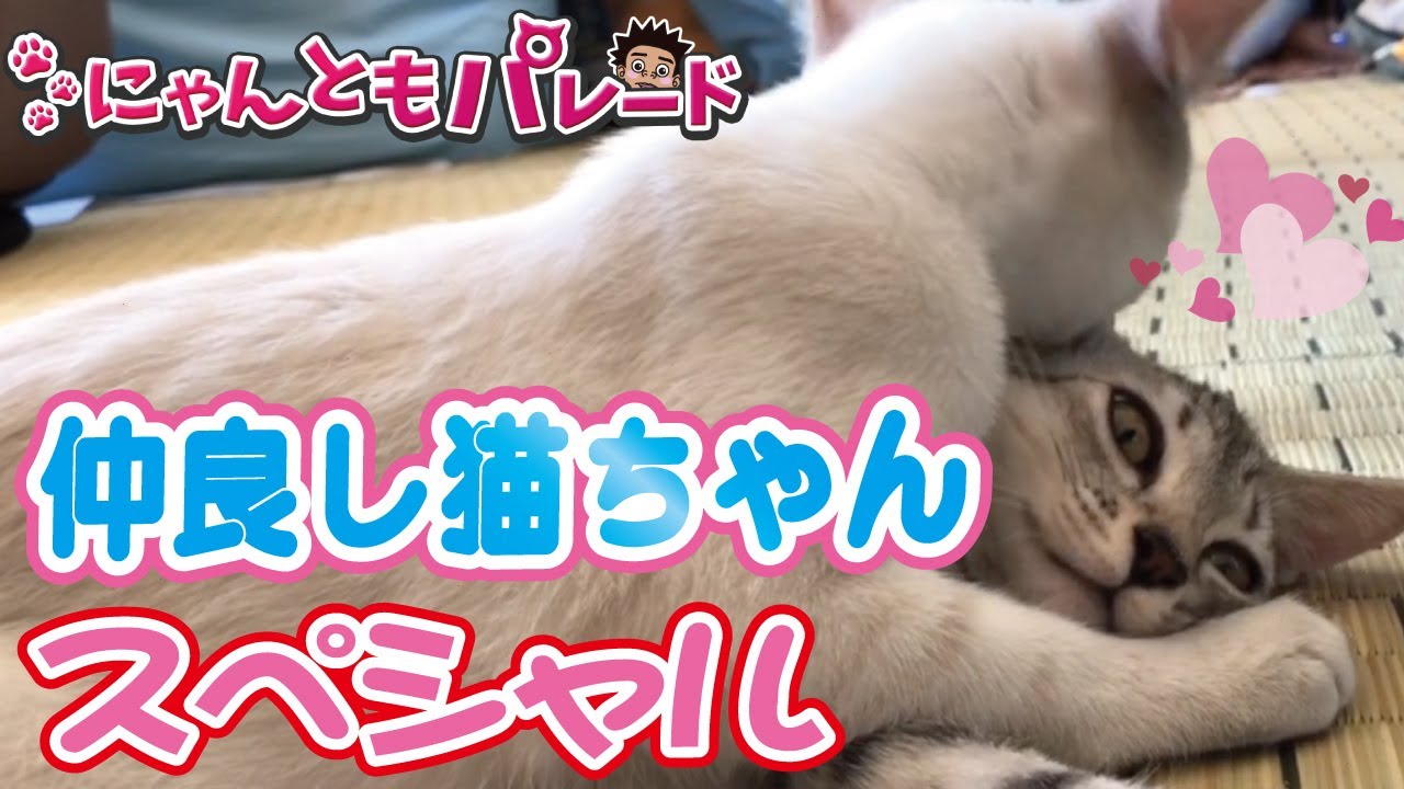 猫神様】仲良し猫ちゃんSP〜にゃんともパレード〜 - YouTube