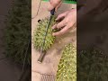 Cutting Durian #shortvideo #durian #fruit #yummy