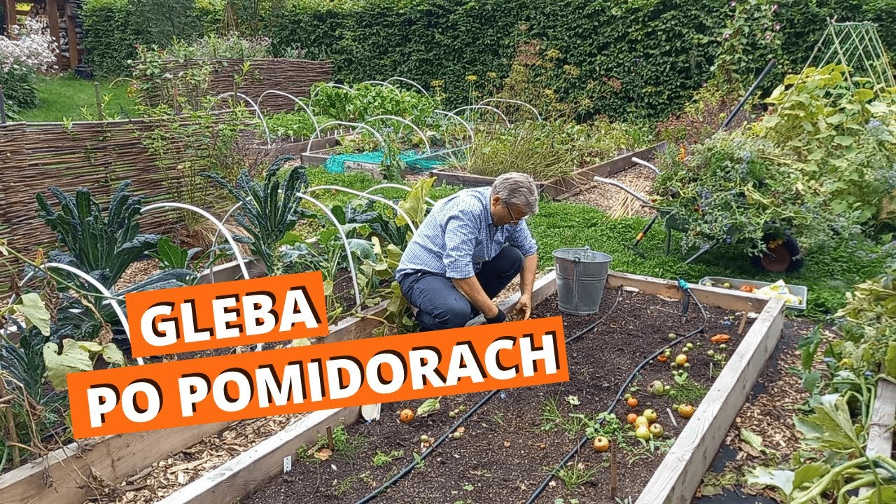 Jak zadbać o glebę po pomidorach z zarazą ziemniaczaną? Zielony nawóz z łubinu. No dig.