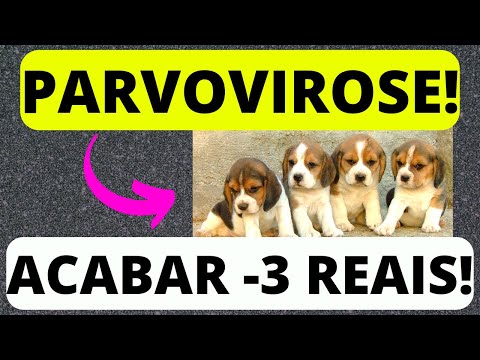 Vídeo: Como matar parvovírus no ambiente do seu cão