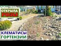 РОЗЫ, КЛЕМАТИСЫ без укрытия. Совсем другое дело.