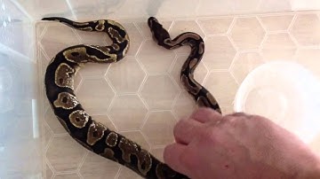 cb15 Calico ball python