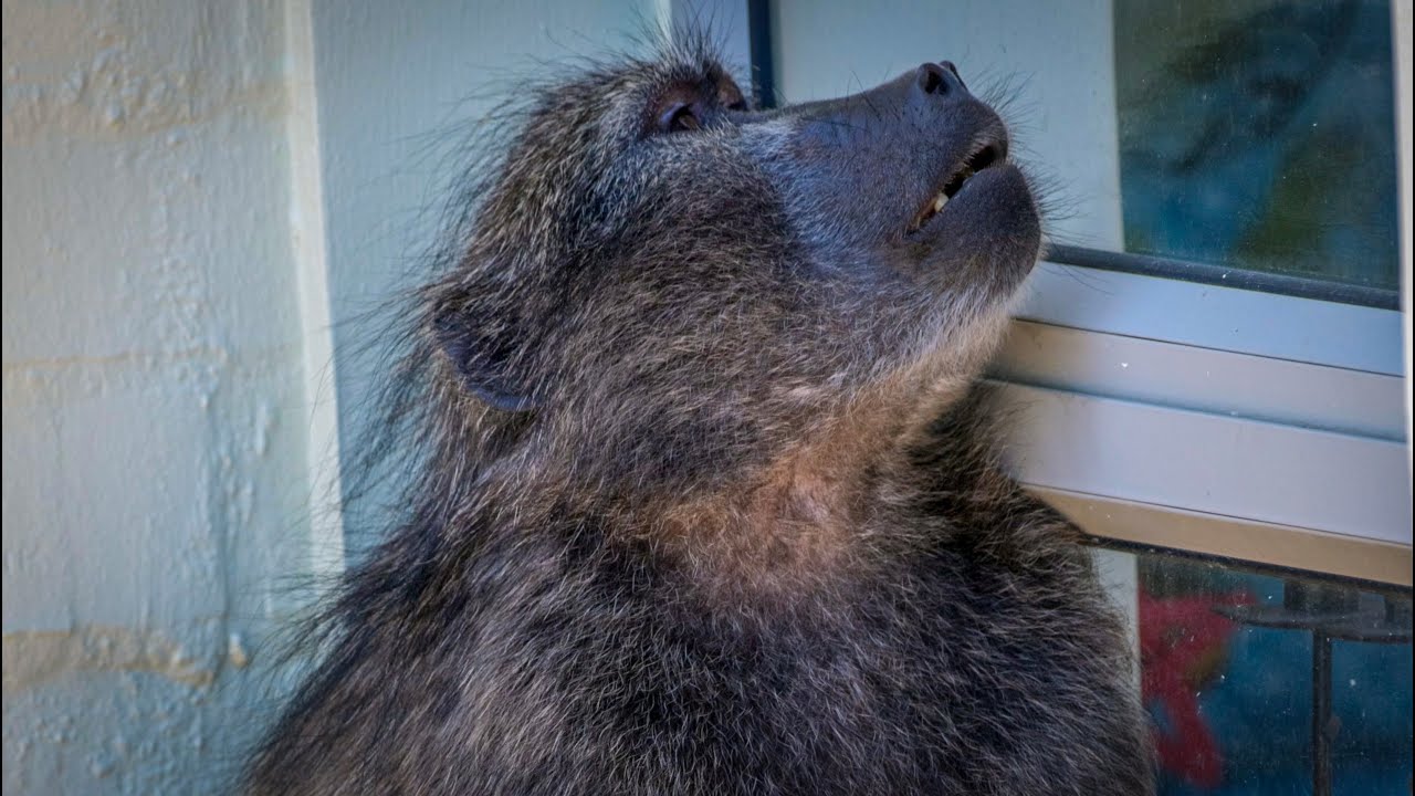 Pringle Bay: Not quite Planet of the Apes.