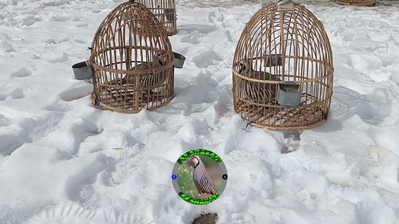 شکاری زرک@BirdSound247 @Keklik-sesi-chakor-birds shikari chakoor awaz#birds 