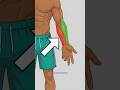 3 Muscle You'll Regret Not Training (If You Want to Look Big)