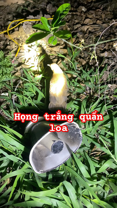 NvT_ Tiếng Gà Nước Vằn Họng Trắng Quấn Loa #hongtrang #tiengchimdem
