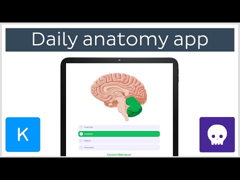 Anatomia quotidiana Flashcards